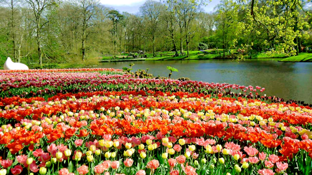 Keukenhof